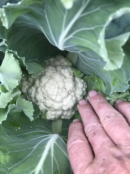 Cauliflower 05-08-20.jpg