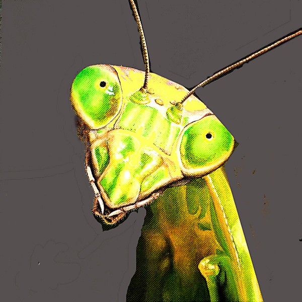 praying-mantis.jpg