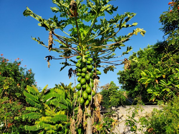 papaya is getting tall, no ripe fruit yet