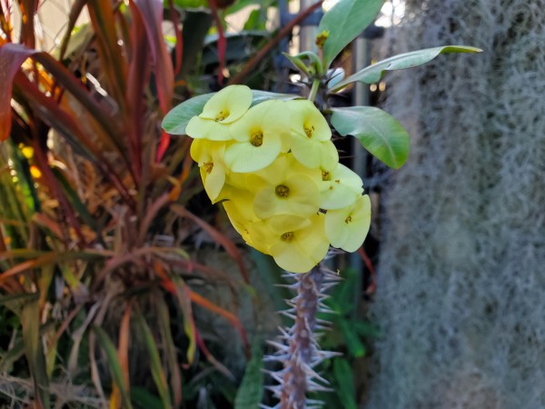 Yellow crown of thorns
