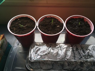 03.14.14 Transplanted Sprouts.jpg