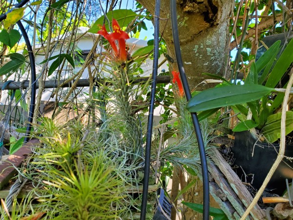 tillandsia in bloom.  Anyone know the species?
