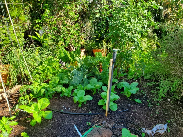 main garden. Tomatoes in cages are Charger