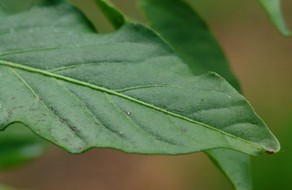 black spots pepper.jpg