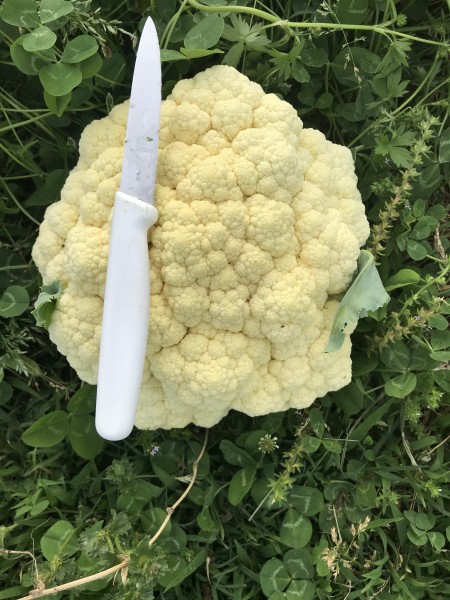 Cauli 05-15-20.jpg