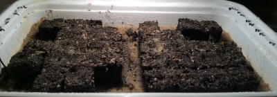 Tap/click for close up of the sprouting seedlings