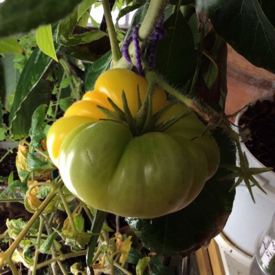 Ripening Jackass Yellow