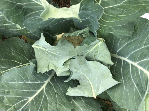 cauli blanching.JPG