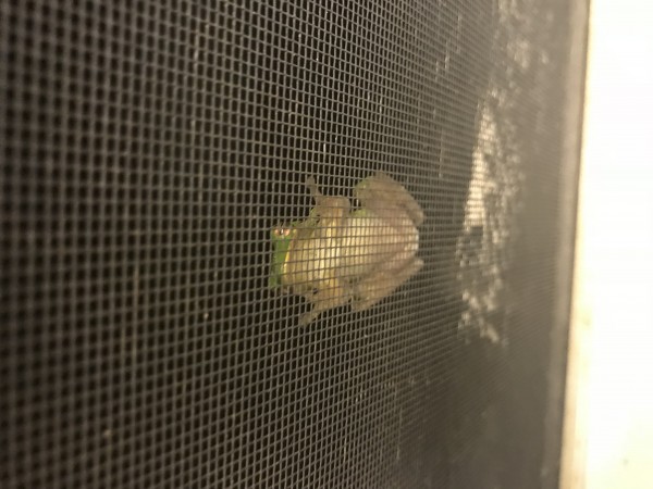 Frog on the screen.JPG