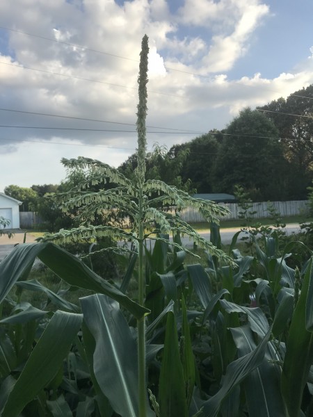 Corn tassel 06-06-20.jpg