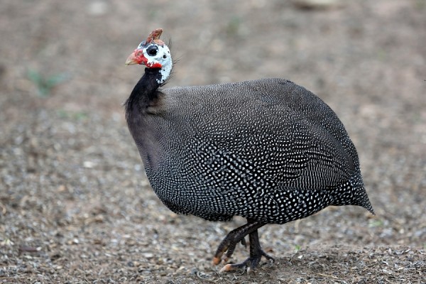 pearl-guinea-fowl-2.jpg