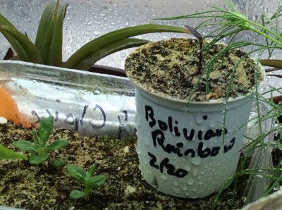 Bolivian Rainbow pepper seedling with lavender seedlings