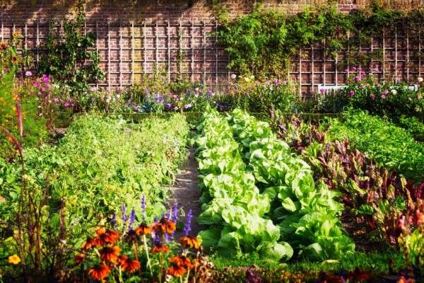vegeatble-garden-large.jpg