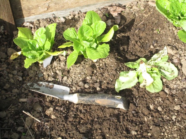 Lettuce wireworm1.JPG