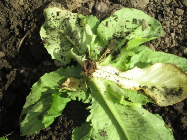 Lettuce wireworm2.JPG