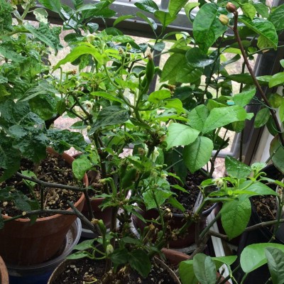 Hot Lemon peppers blooming and setting fruit