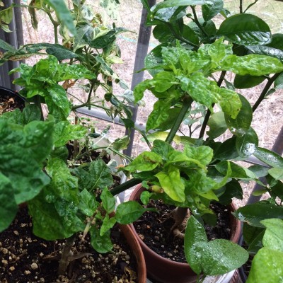 Scotch Bonnet with crinkled new leaves