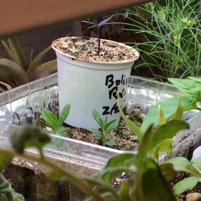 Lavender, Bolivian Rainbow pepper, and feathery fronds of either Cumin or Black Cumin in the background