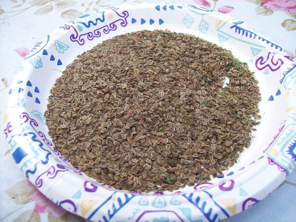 dill2.JPG