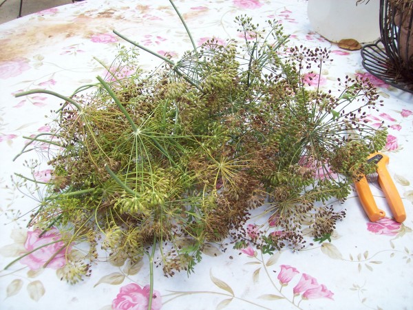 dill1.JPG