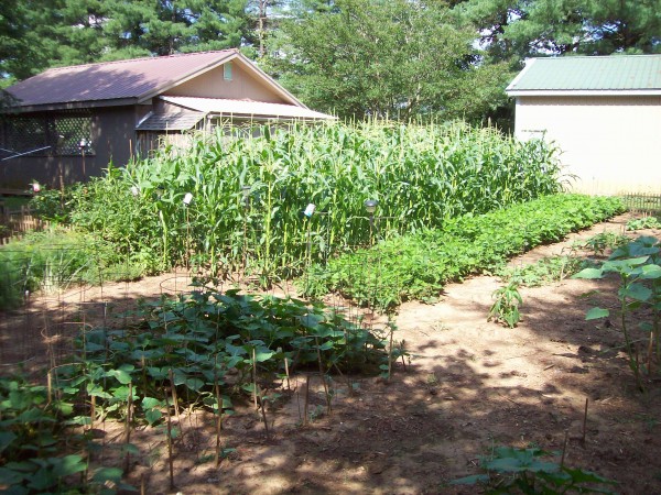 corn2.JPG