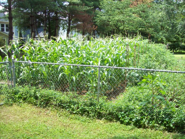 corn1.JPG