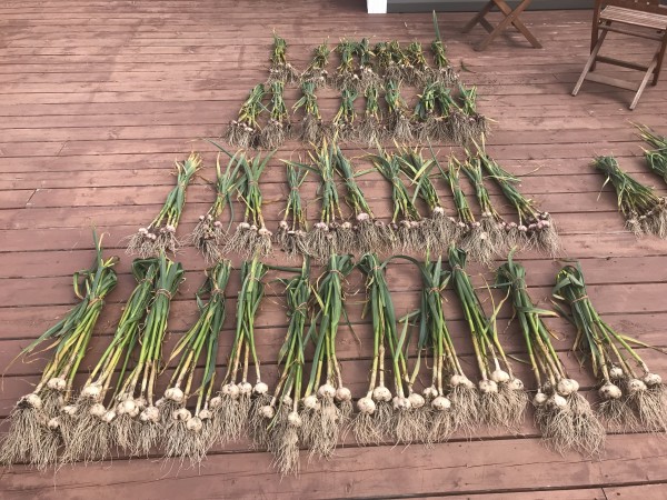 2019 Garlic: First week in September, trying to get them out before a heavy rain.
