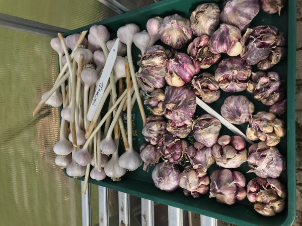 2019 Garlic harvest: The are some of my Italian and Sicilian. The Sicilian are well, with a lot cloves. On average they produced about 10-12 cloves each. The Italians were about 3 cloves, but much larger cloves.