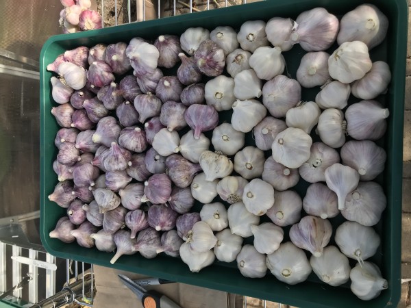 2019 Garlic Harvest: Two trays of these were donated tot he farmers market.