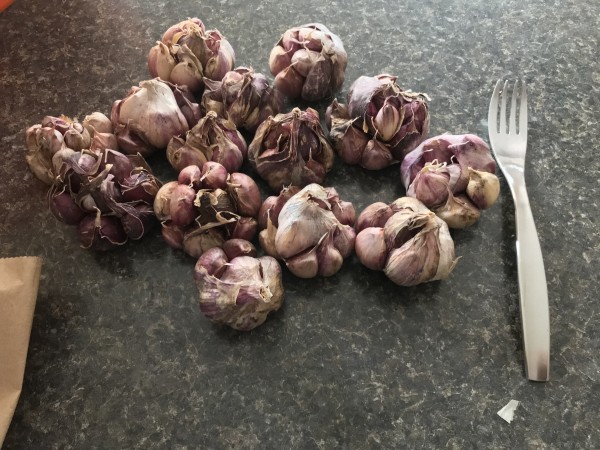 2019 Garlic Harvest: These are Sicilians. They were the only garlic open up this way. Not sure what causes this. They were like it when I pulled them from the ground.