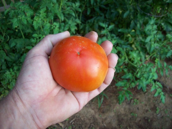 100_7267.JPG