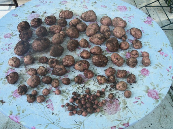 13 lbs 9 ounces of new potatoes