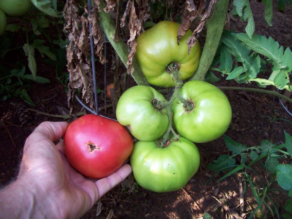 Rutger are BIG about 1 lb tomatoes.