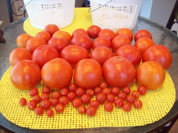 Large diameter tomatoes are Big Beef