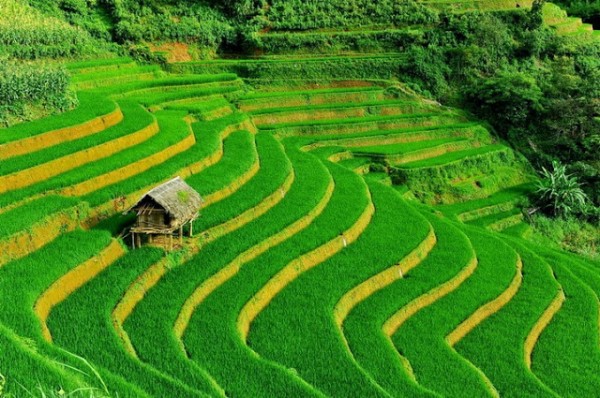 Sapa-Beautiful-Terraced-Fields-1.jpg