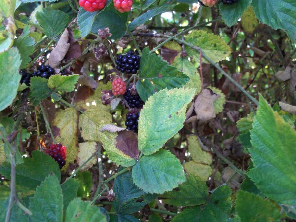 100_7018.JPG
