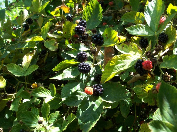 100_7019.JPG