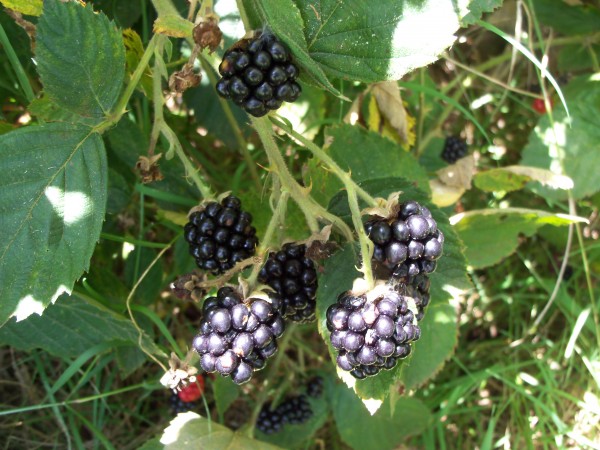 100_7022.JPG