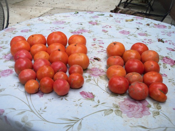 100_7055.JPG