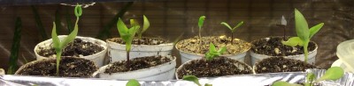 Up/Repotted peppers and the recovering Faelan's First Snow