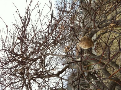 Praying mantis ootheca on red Japanese maple -- at least two more in the background in addition to the one in foreground