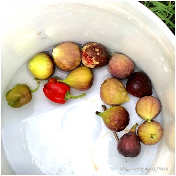 Figs and a couple of peppers