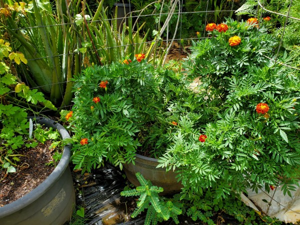 dwarf petite marigolds