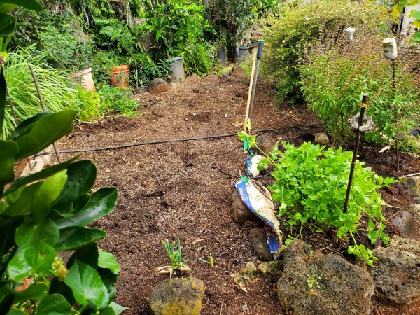 main garden after cleanup and mulching and adding potting soil