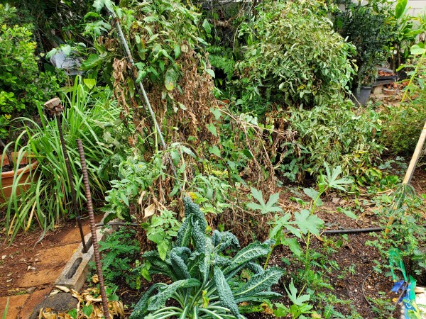 main garden before clean up