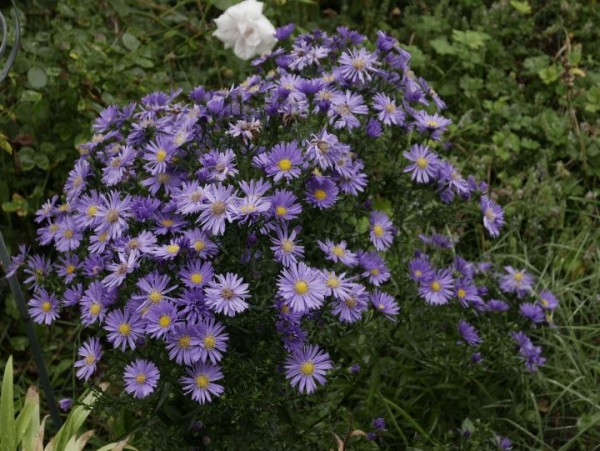 Blue fowered plant.jpg