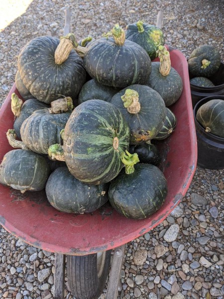 Winter Squash.jpg