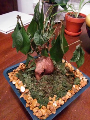 An all-around view of the bonsai with sad-looking leaves.