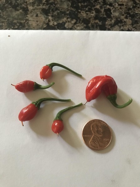 Tiny Peppers.jpg