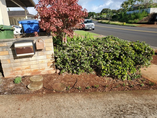 false heather planted